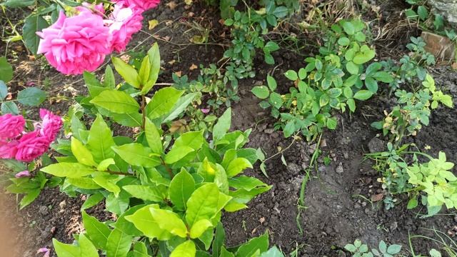 Летний обзор черенков. смотреть онлайн