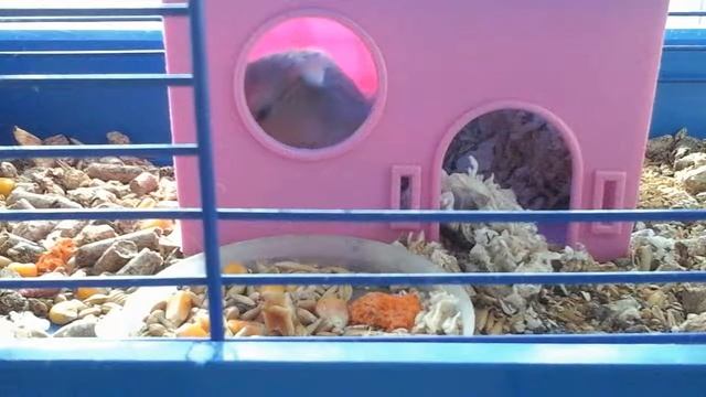 Мой хомик любит шпинат?🌿 смотреть онлайн