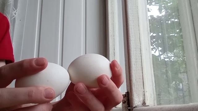 Легендарная битва 🥚vs🥚