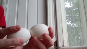 Легендарная битва 🥚vs🥚