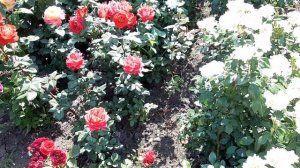 Какая красота!
Наш маточник 7 июня Краснодарский край