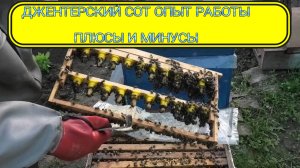 ДЖЕНТЕРСКИЙ СОТ ОТЗЫВ.