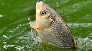 Простое уловистое тесто для рыбалки.