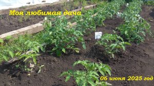 06.06.2025 _ Моя любимая дача