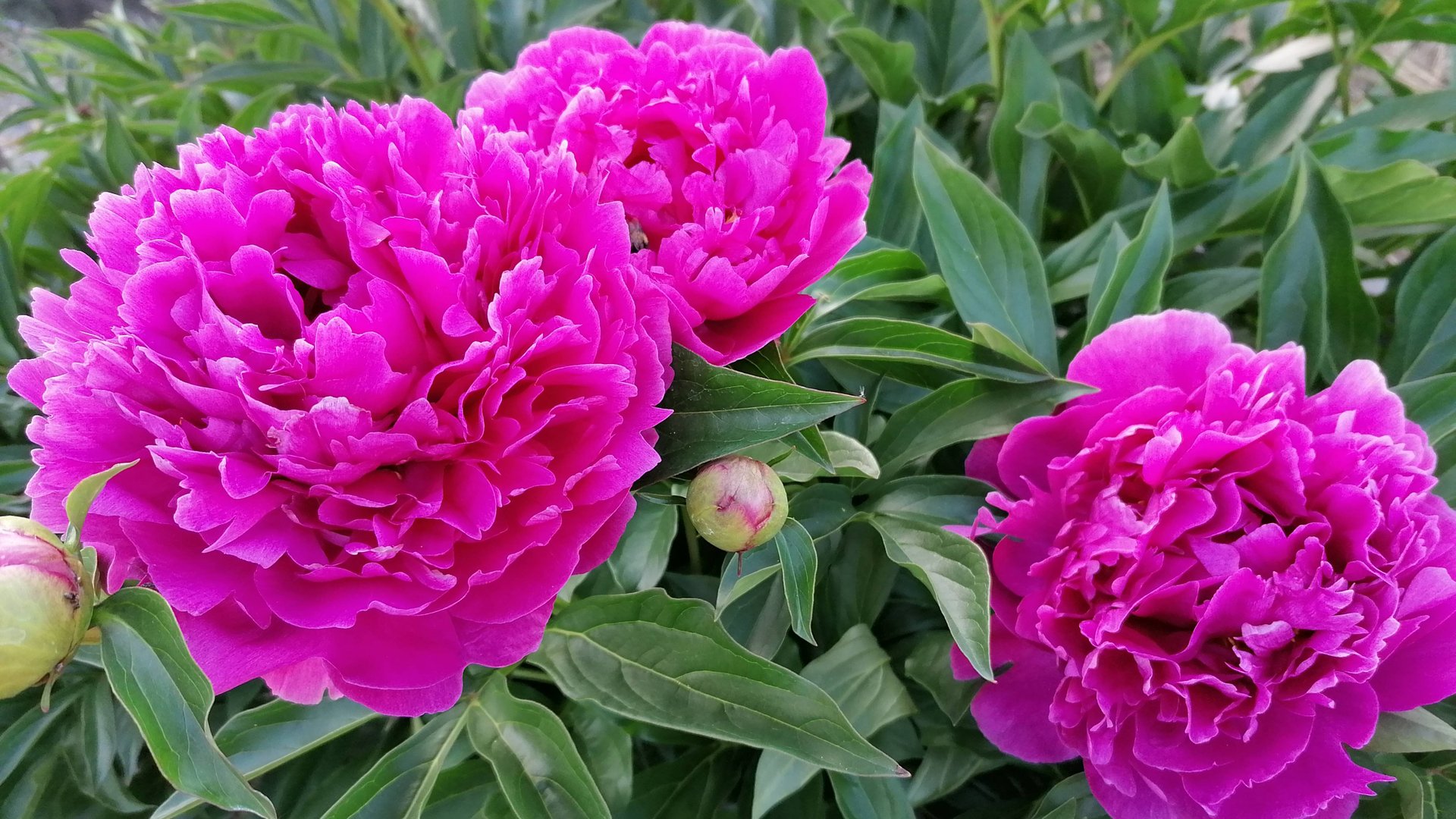 "Будущее цветения начинается сейчас. Питание пионов в момент формирования бутонов" смотреть онлайн