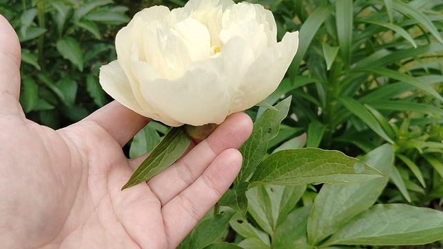 Пион-пересорт под 'Пастель Элеганс' (Pastel Elegance), угадаем сорт? смотреть онлайн