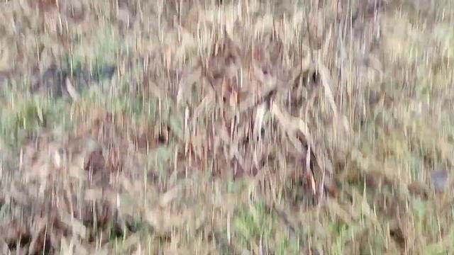 Две чешуи. Поиск монет с металлоискателем Nokta Simplex LITE