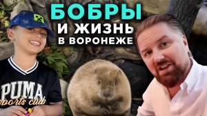 Бобры и жизнь в Воронеже