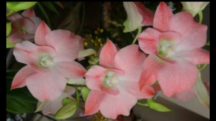 П-1. Ч-5. Ден. Pink Flamingo. Обзор спустя 80 дн. после получения. Потеря молодого ростика . Часть 5