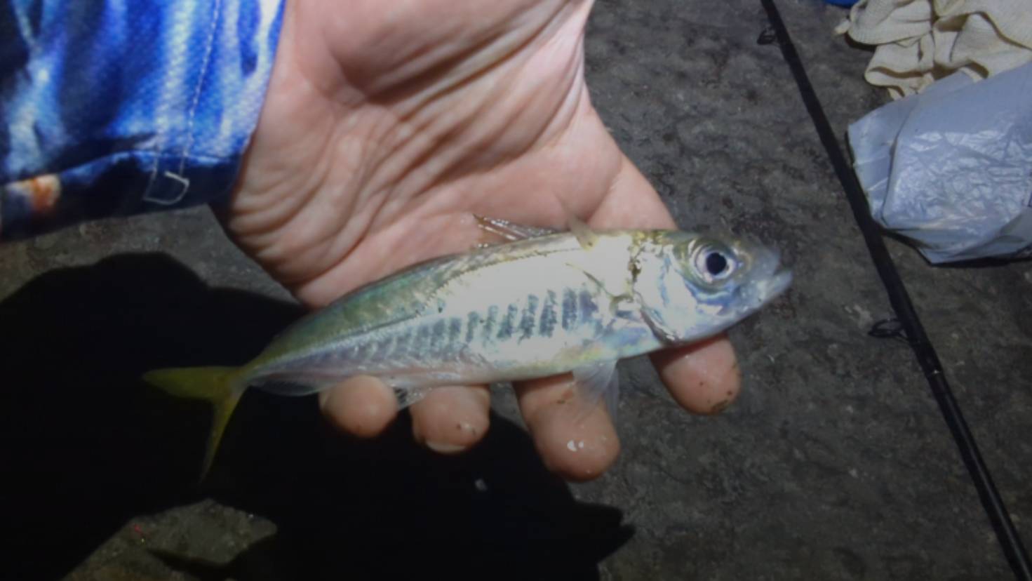 Рыбалка в Сочи. Два килограмма ставриды за два часа.