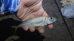 Рыбалка в Сочи. Два килограмма ставриды за два часа.