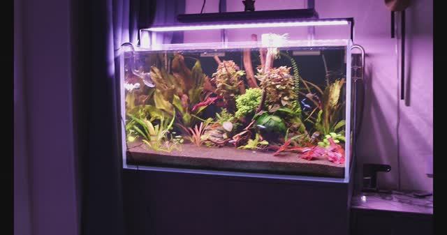 Светильник для аквариума FLOS PRO SMART 900 WRGB на аквариуме 270 литров смотреть онлайн