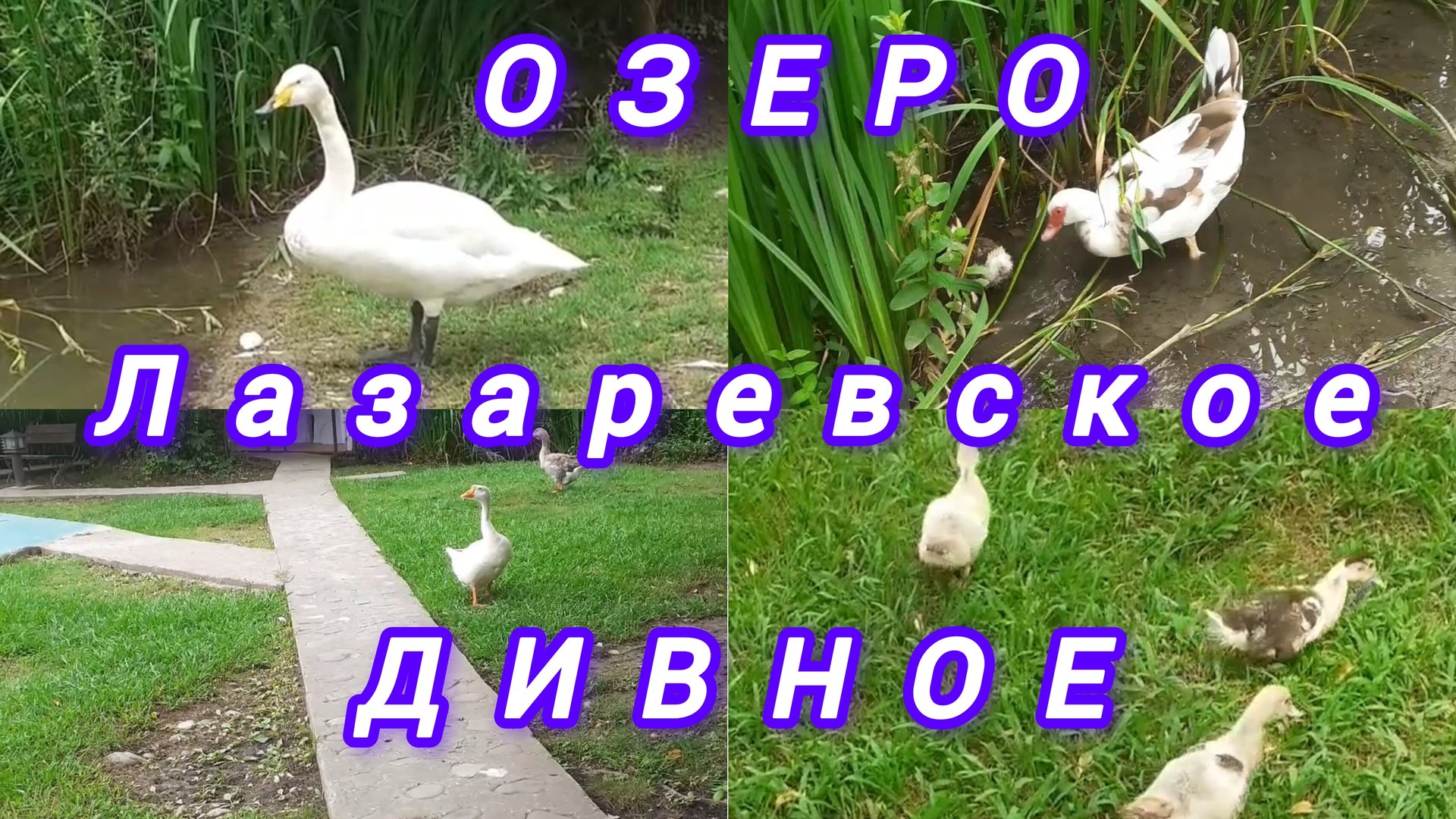 ОЗЕРО ДИВНОЕ. РЫБАЦКИЙ ПОСЁЛОК. ВКУСНО ПООБЕДАЛИ ДЕШЕВЛЕ 500РУБ смотреть онлайн