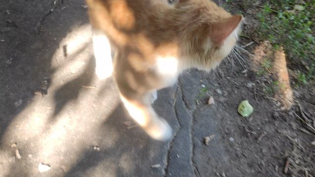 VID_20210704_165013 смотреть онлайн