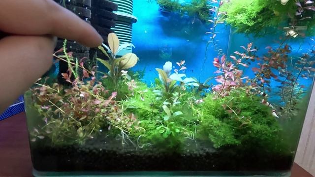 Креветки вишни и кристаллы живут вместе. Обзор креветок смотреть онлайн