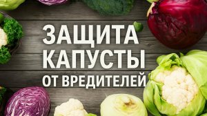 Защита капусты от вредителей. Чем обработать капусту от вредителей без химии.