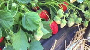 Подкормка клубники во время налива ягод и плодоношения.