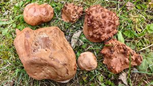 Сувель и кап без коры, различия