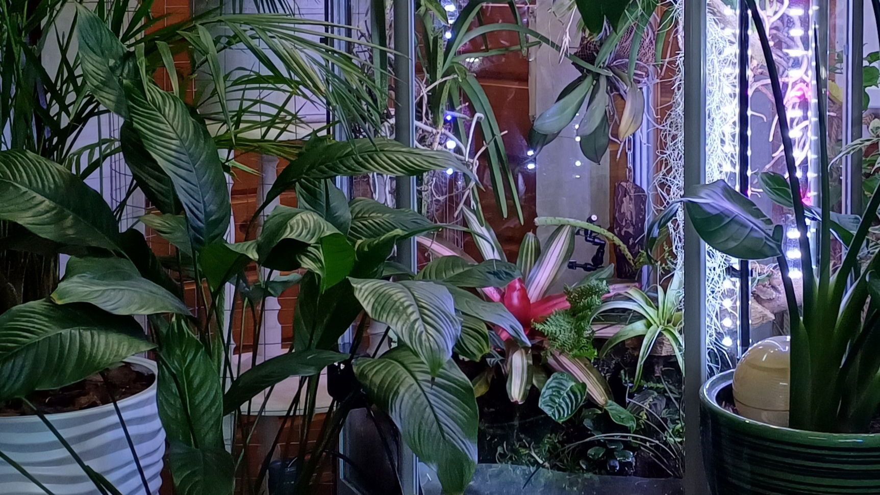 сбылась мечта цветовода. Шкаф-витрина-флорариум. смотреть онлайн