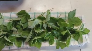 Как сделать полезный чай из листьев земляники. Ферментирую лесную землянику.