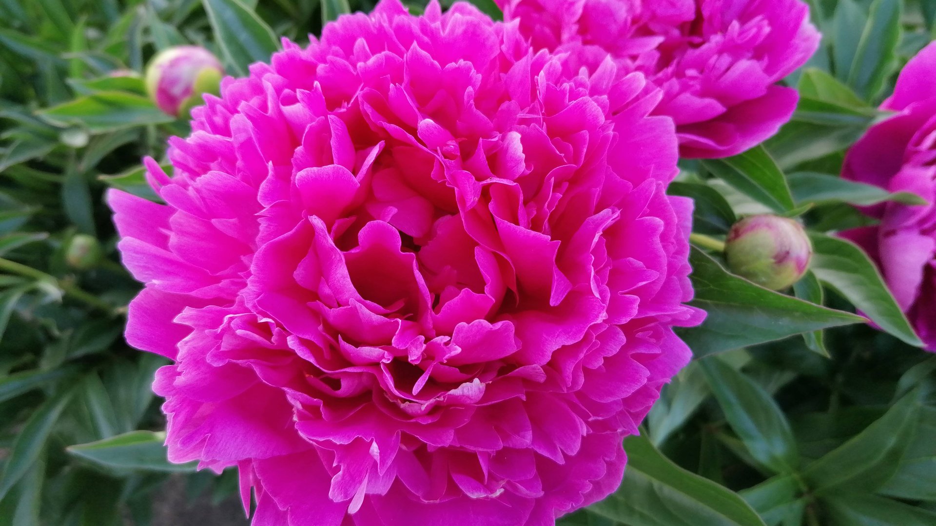 «Спасаем пионы от муравьёв: натуральные и химические средства защиты» смотреть онлайн