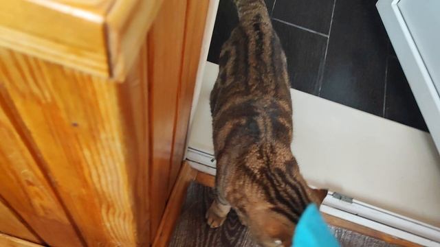 Завтрак с любимушами смотреть онлайн