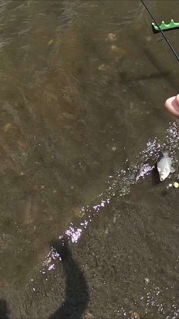 Караси не дают покоя смотреть онлайн