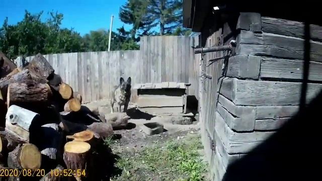 Приехал к бабушке копать картошку💖🔥👍