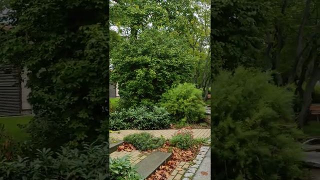Дрезден. Университетская клиника. смотреть онлайн