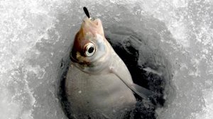 Это_интересно. Самый крупный лещ