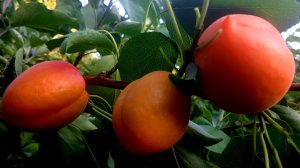 абрикос Вондер Кот, Астрахань 05.06.2025г.