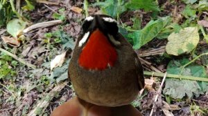 Соловей красношейка