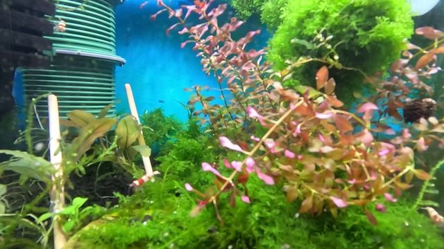 Креветки кристалл ищу мальков! Людвигия супер ред погибнет от недостатка света смотреть онлайн