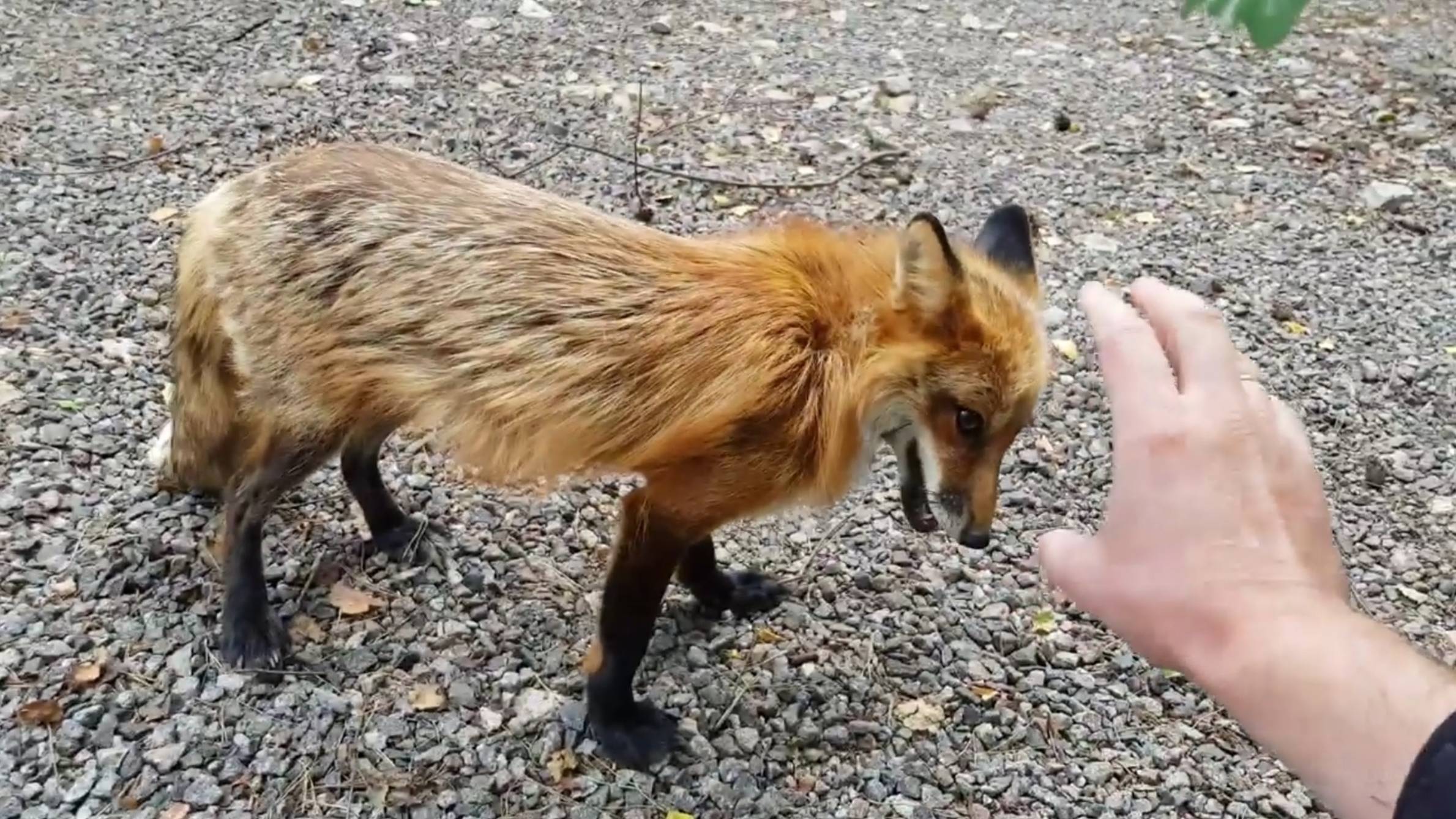 Лиса-Алиса. Когда планируются лисята смотреть онлайн