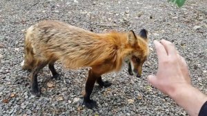 Лиса-Алиса. Когда планируются лисята