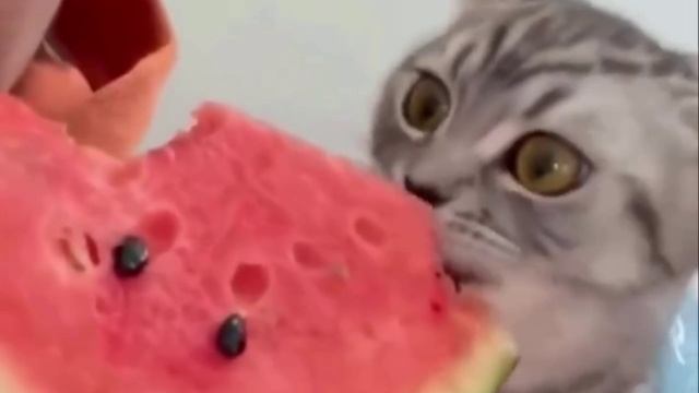 кот ест арбуз 🍉