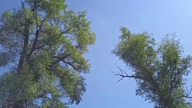 Ветер. Шелест листьев. Красота.