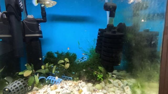 Креветки живут с рыбками смотреть онлайн