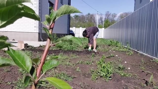 240 КУПИЛИ ДОМ. РЕМОНТ. КЛАДЁМ ПЛИТКУ.  КУПИЛИ РАССАДУ КЛ