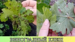 ВИНОГРАДНЫЙ КЛЕЩ И МЕТОДЫ БОРЬБЫ С НИМ.