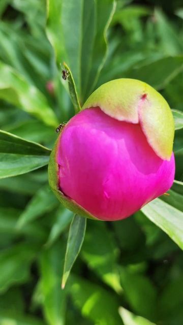 Муровьишки