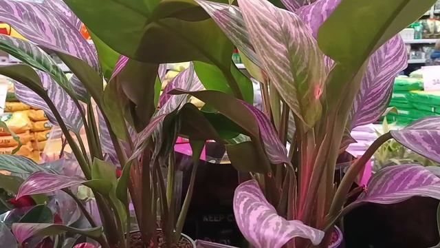 🌿🌸ЛЕМАНА ПРО🪴 ЦВЕТОЧНАЯ ПРОГУЛКА