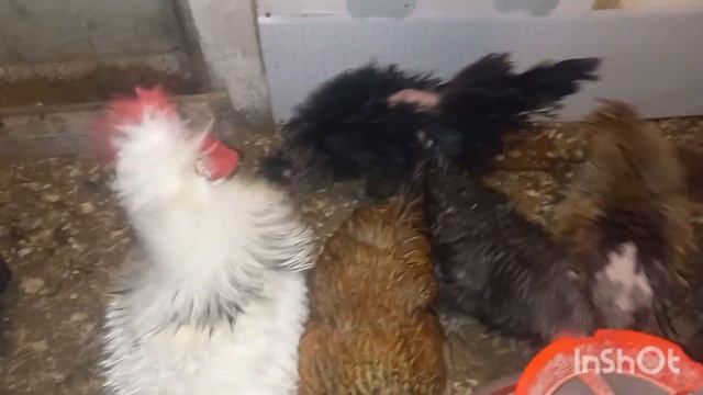 Цыплят становится всё меньше и меньше. Я, всё таки сдел