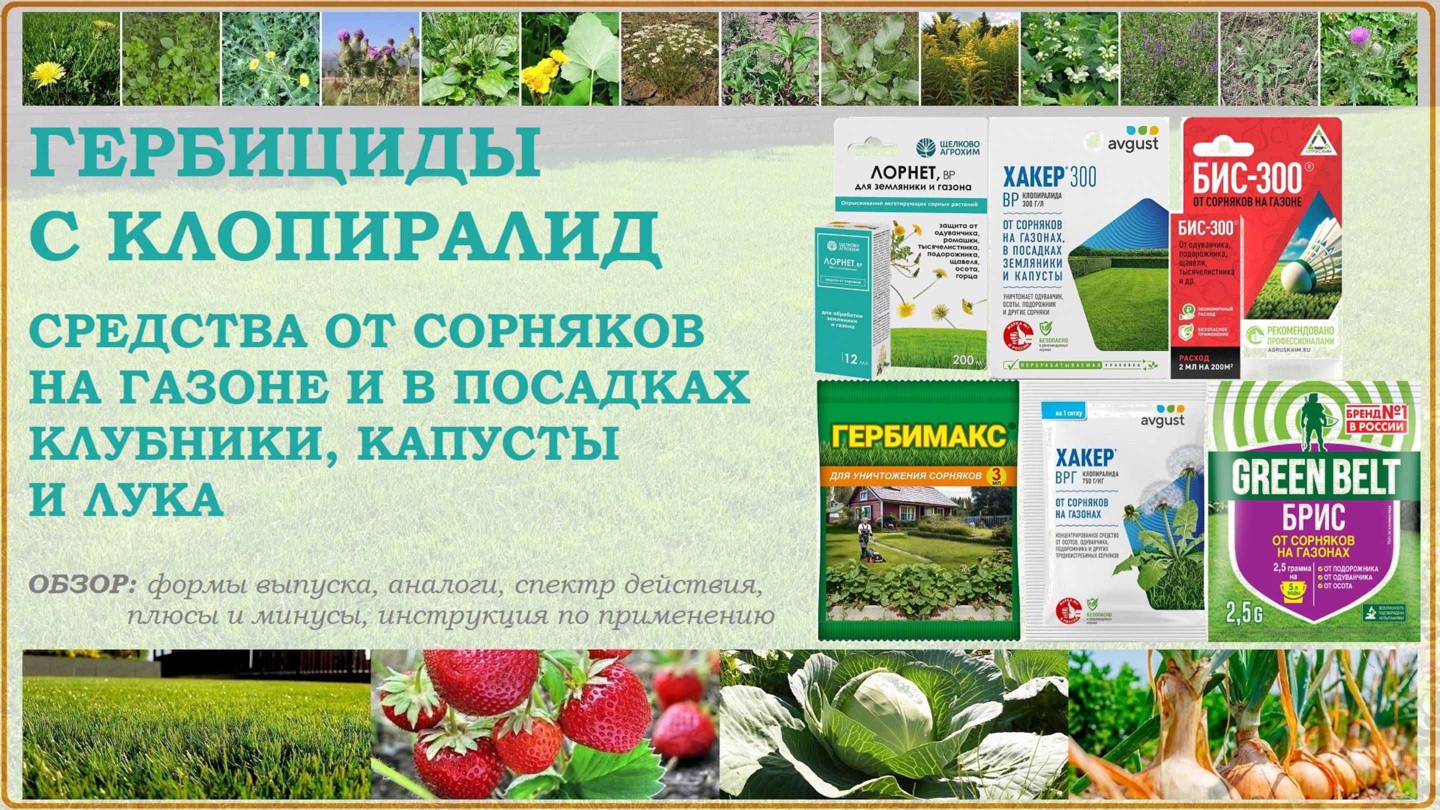 Лорнет, Хакер, БИС-300, Брис, Гербимакс - гербициды от сорняков на газоне и
клубнике с клопиралид смотреть онлайн