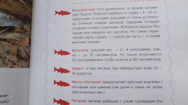 Описание рыбы Судак