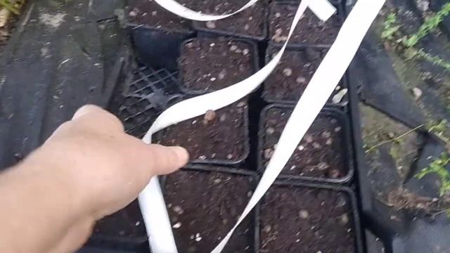 секреты эффективного укоренения усов клубники смотреть онлайн