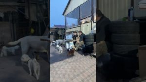 Хвостатое счастье в прямом эфире!