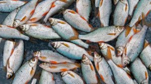 Оснастка для зимней удочки с отводным поводком