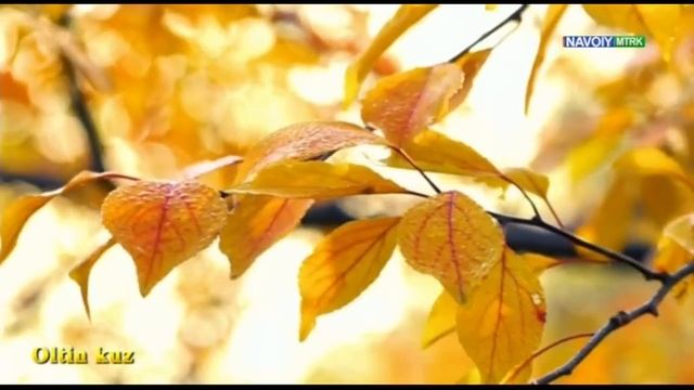 Navoiy TV фрагмент передачи Олтин куз. Запись от 08.11.2024