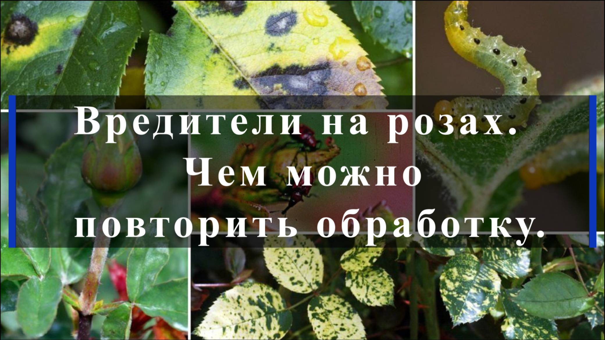 Вредители на розах. Чем можно повторить обработку. смотреть онлайн